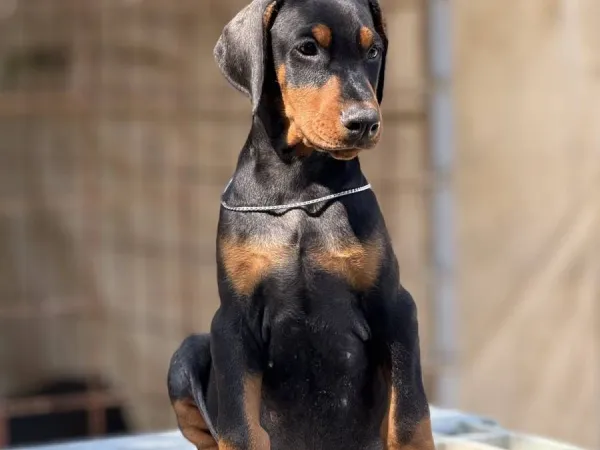 Doberman na prodaju, Obrenovac