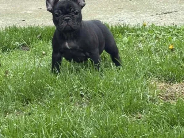 Francuski buldog na prodaju, Sremska Mitrovica