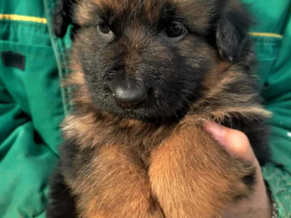 Nemački ovčar na prodaju, Subotica