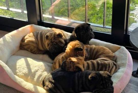 Šar Pej štenci image 1