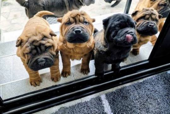 Šar Pej štenci image 2