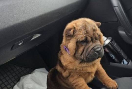 Šar Pej štenci image 5