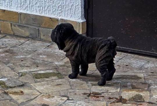 Šar Pej štenci image 3