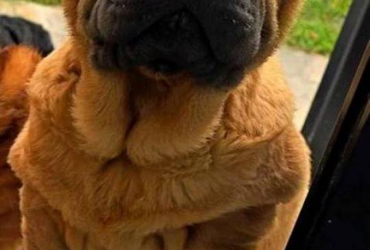 Šar Pej štenci image 6