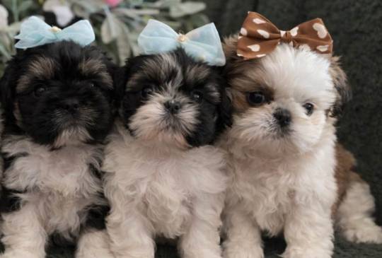 Prelepi Shih Tzu štenci image 1