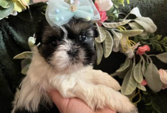 Prelepi Shih Tzu štenci image 2