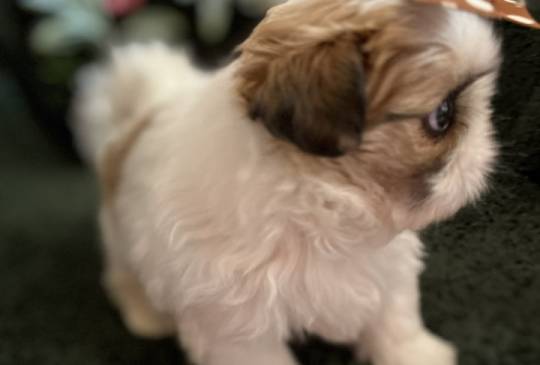 Prelepi Shih Tzu štenci image 3