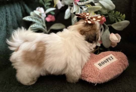 Prelepi Shih Tzu štenci image 4