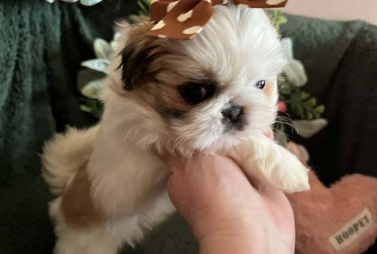 Prelepi Shih Tzu štenci image 6
