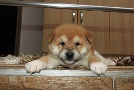 Shiba Inu, TOP štenci image 1