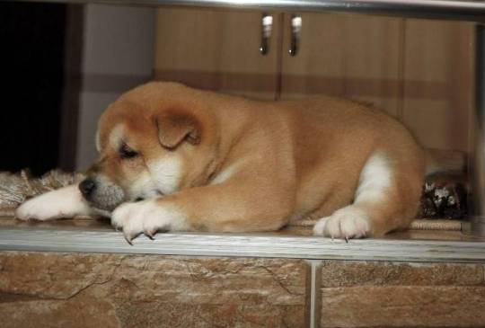 Shiba Inu, TOP štenci image 2