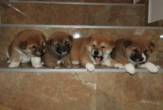 Shiba Inu, TOP štenci image 4