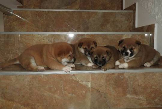 Shiba Inu, TOP štenci image 5