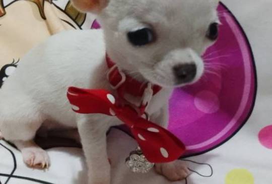 MINI ČIVAVE image 1