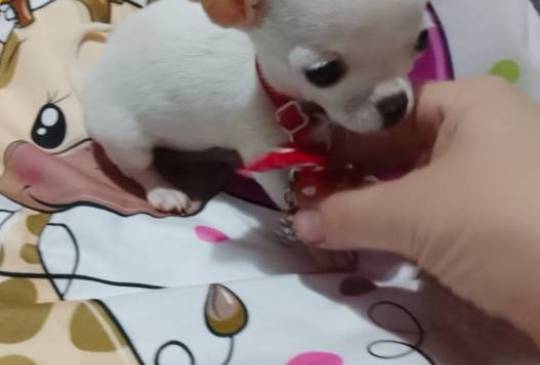 MINI ČIVAVE image 2