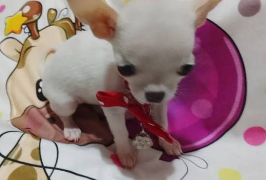 MINI ČIVAVE image 3