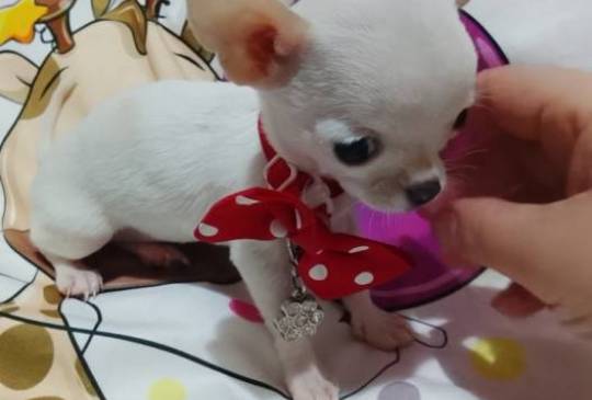 MINI ČIVAVE image 4