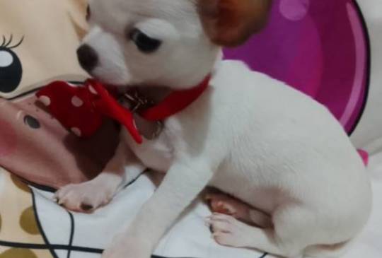 MINI ČIVAVE image 5