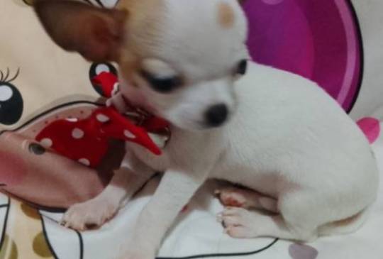 MINI ČIVAVE image 6