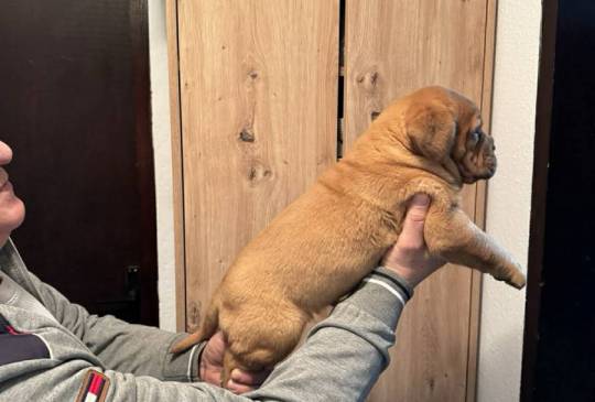 Bordoška doga štenci image 6