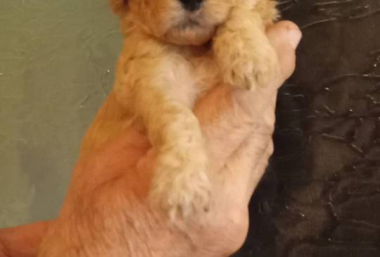 Avio prevoz zivih zivotinja image 2