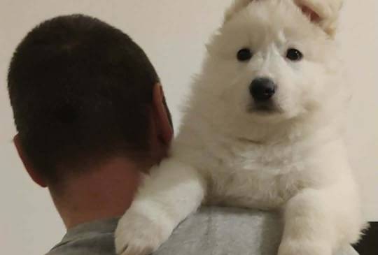 Beli švajcarski ovčar štenci image 2