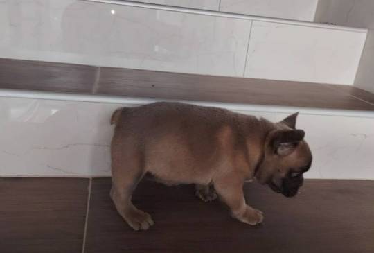 Francuski buldog muško štene image 3