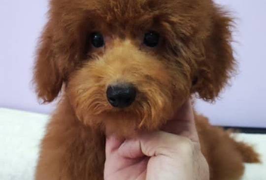 Akita inu stenci na prodaju