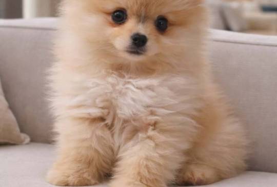 Pomeranac BOO štenci image 1