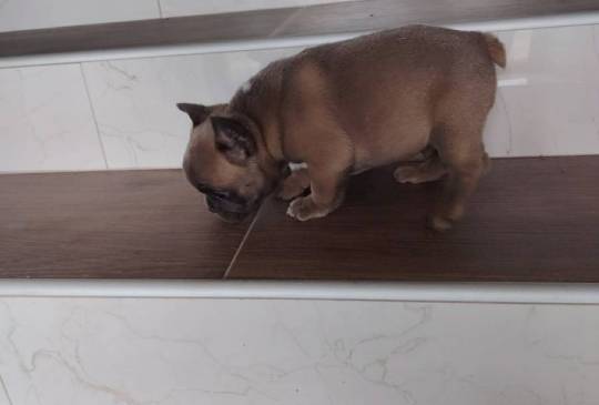 Francuski buldog muško štene image 2