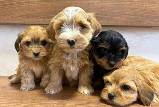 Havanski Bišon prelepi štenci image 2