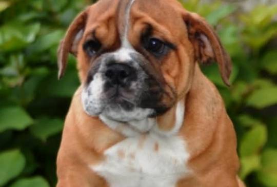 Engleski Buldog image 1