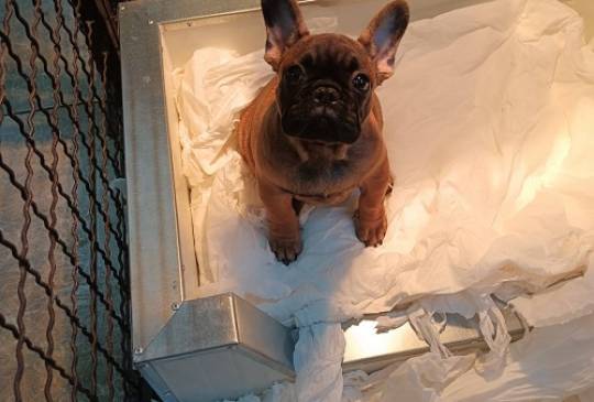 Francuski buldog, štenci image 1