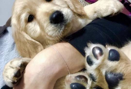 Zlatni retriver 3nnn image 1