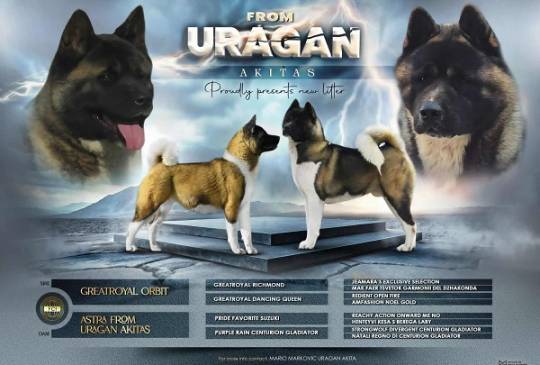 Američka Akita image 1