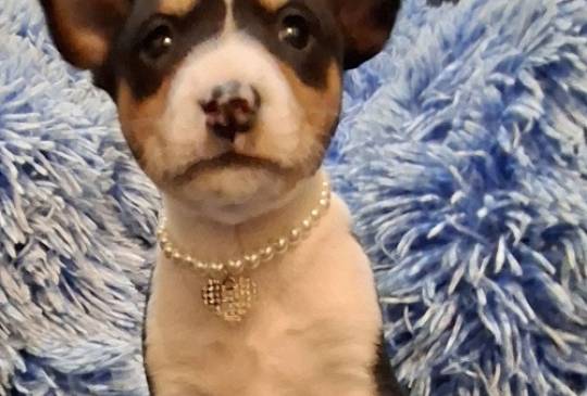 BASENJI štenci image 1