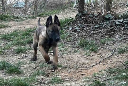 Belgijski Ovčar Malinoa image 1