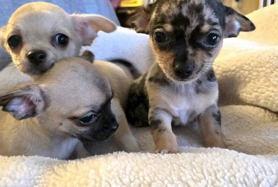 Štenci EKSTRA mini čivave image 1