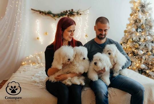 Coton de Tulear image 1