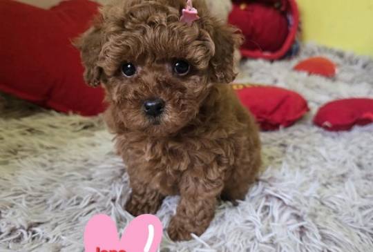 Preslatki štenci CRVENE TOY PUDLE image 1