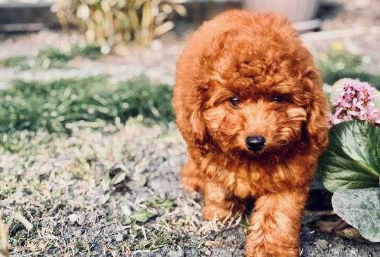 Crvena patuljasta pudla image 1