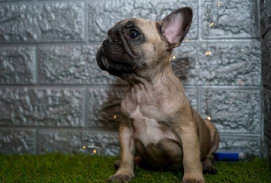 Francuski buldog image 1