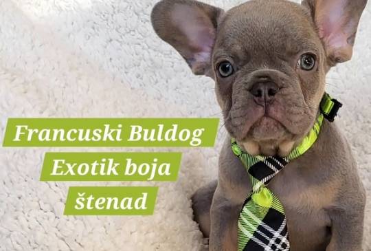 Francuski Bulldog štenci exotik boja image 1