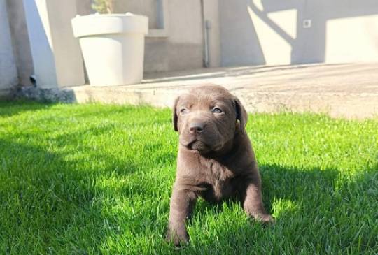 Štenci čokoladnog labradora image 1