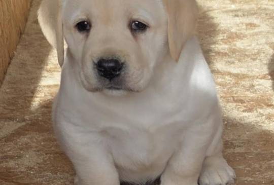 LABRADOR retriver, štenci šampionskog po image 1