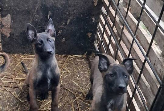 Belgijski ovčar Malinoa image 1