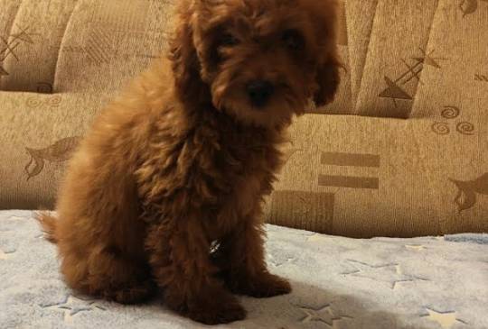 Crvena toy pudla image 1