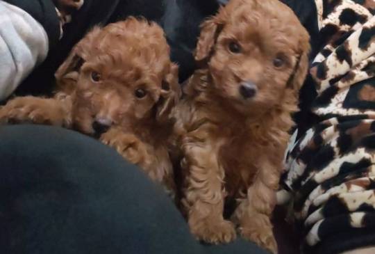 Crvena toy pudla image 1