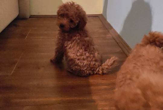 Crvena toy pudla image 1