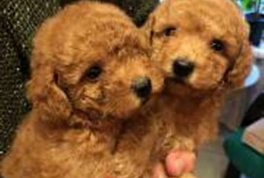 Prelepe Francuske Toy i patuljaste pudle image 3